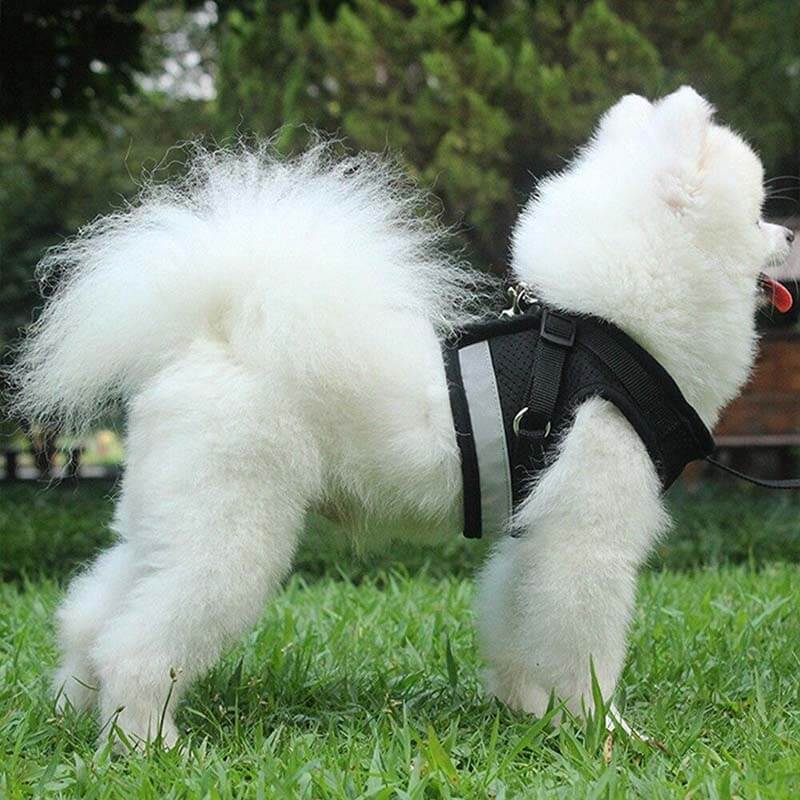 Reflective Safty Harness and Leash Set