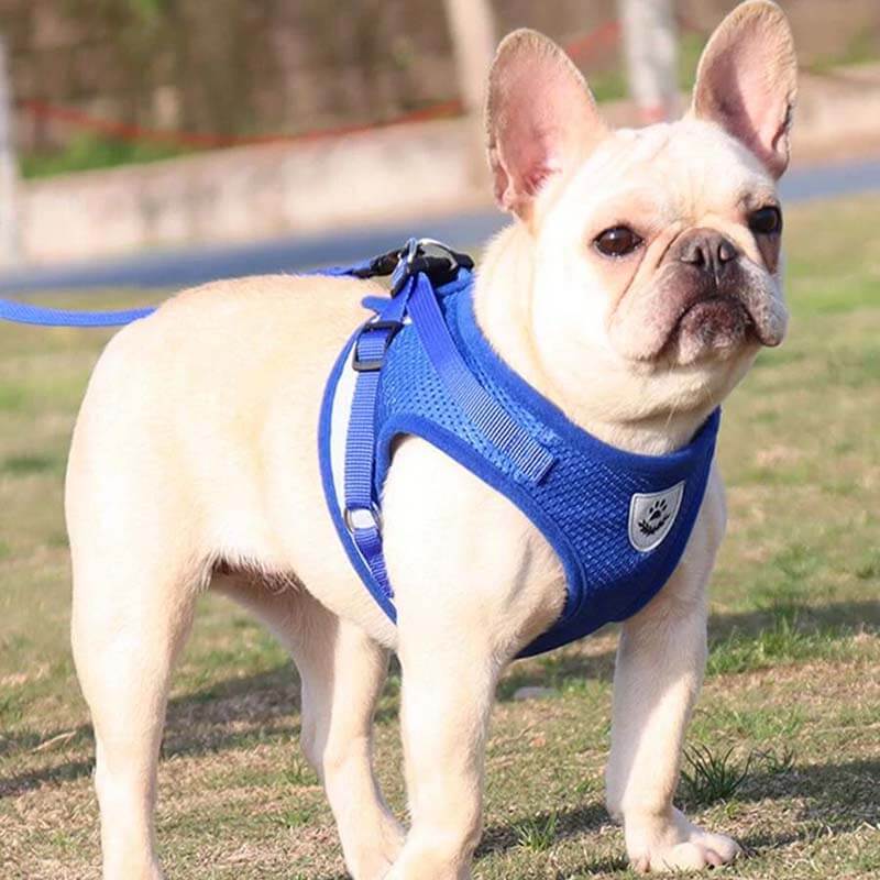 Reflective Safty Harness and Leash Set
