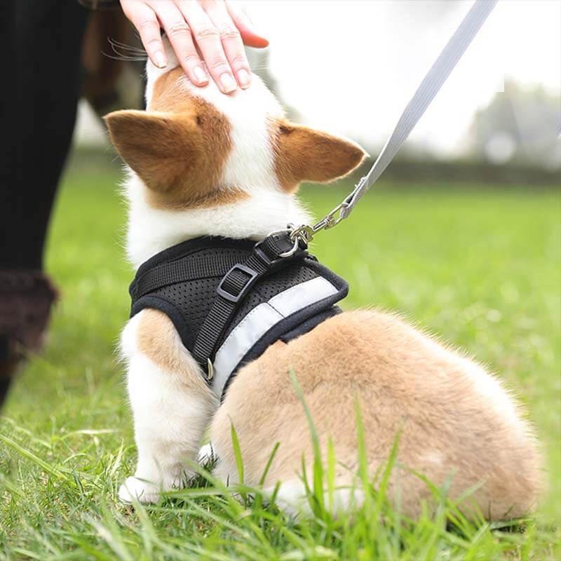 Reflective Safty Harness and Leash Set