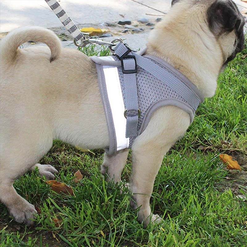 Reflective Safty Harness and Leash Set