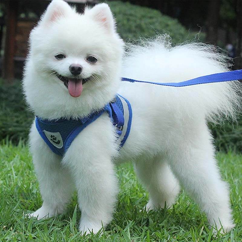 Reflective Safty Harness and Leash Set